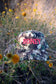 Honey-neon pink